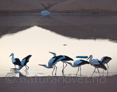 BB 10 0226 / Ciconia ciconia / Stork